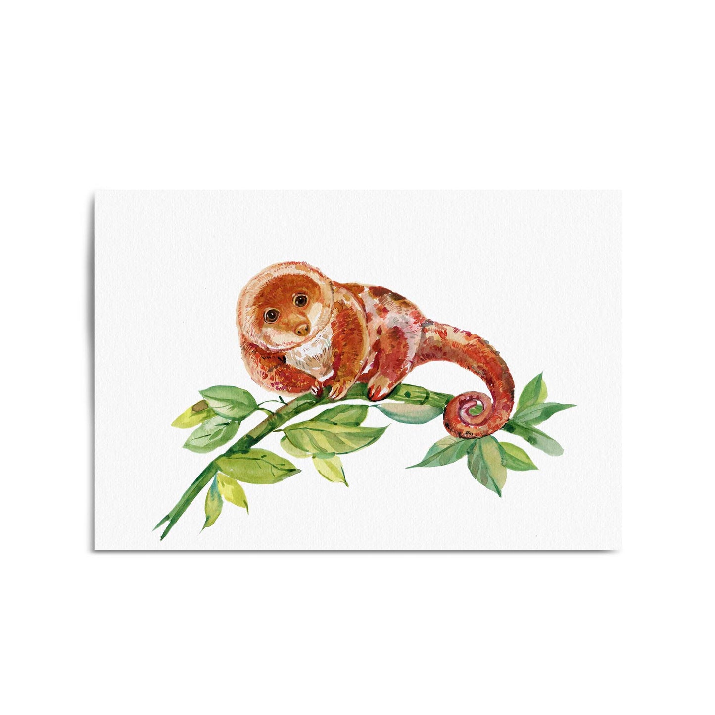 Australian Tree Kangaroo Painting Animal Wall Art - The Affordable Art Company