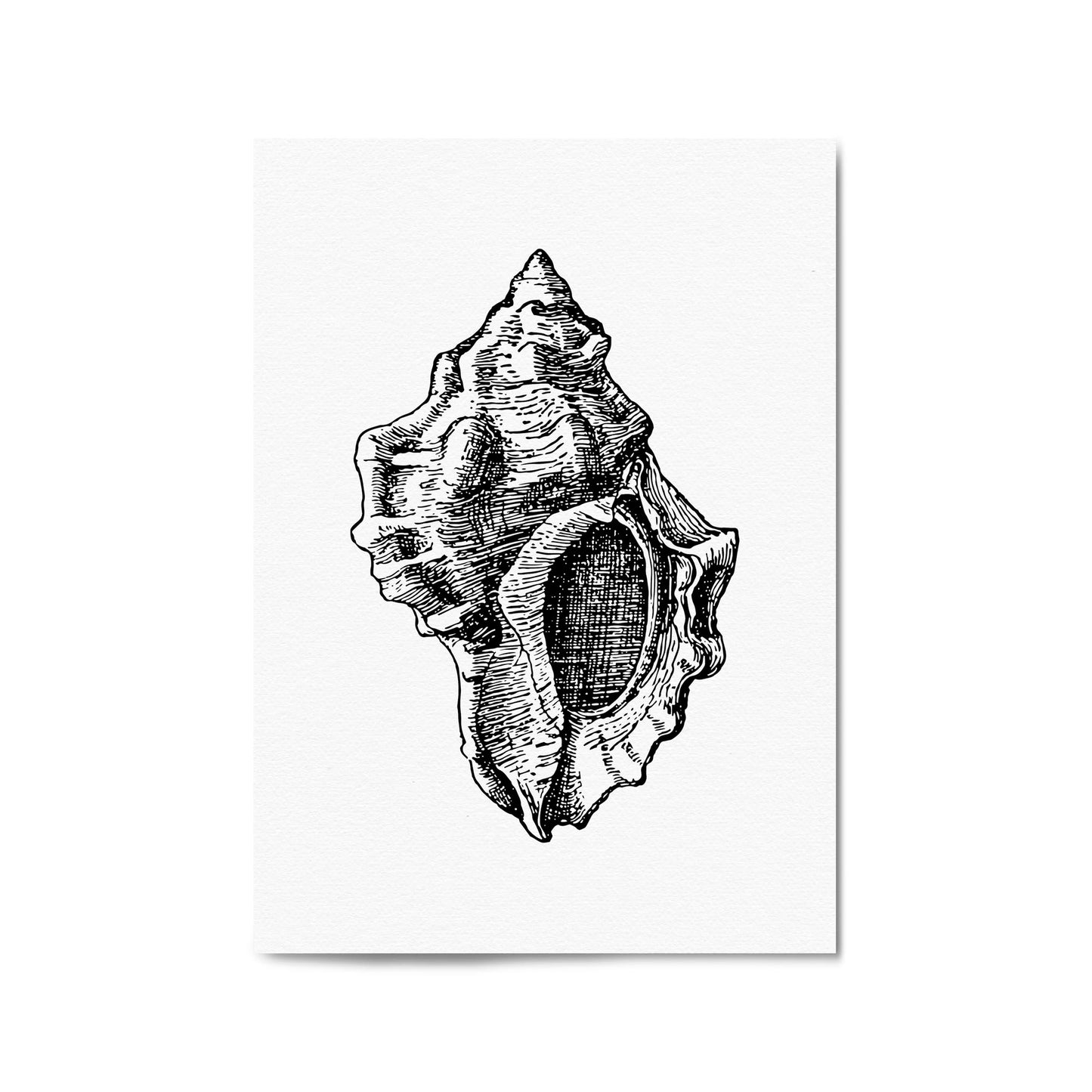 Sea Shell Drawing Coastal Nautical Theme Wall Art - The Affordable Art Company