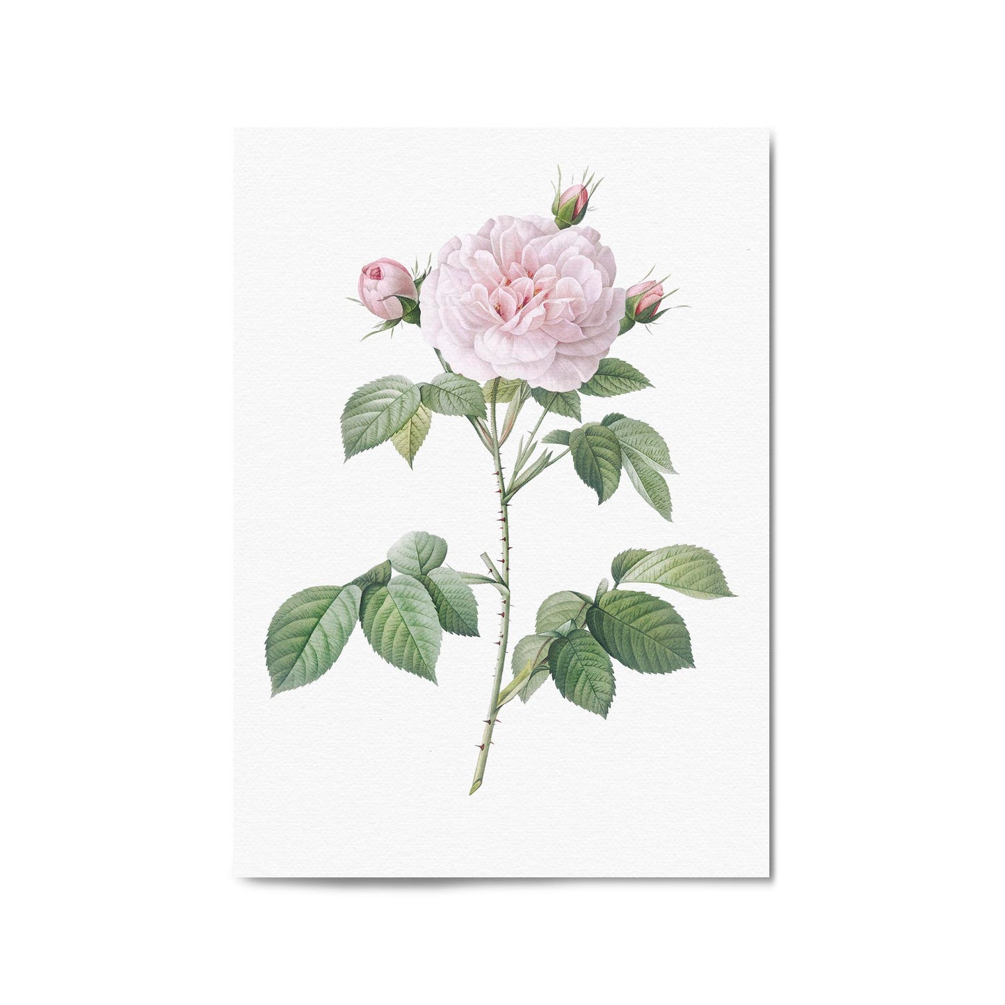 Flower Botanical Painting Kitchen Hallway Wall Art #11 - The Affordable Art Company