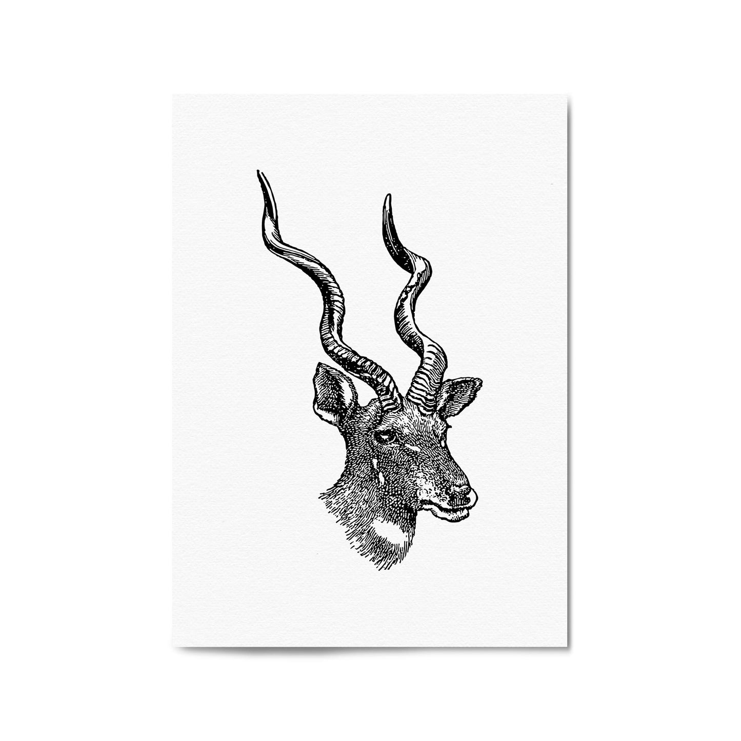 Kudu Detailed Drawing African Safari Wall Art - The Affordable Art Company