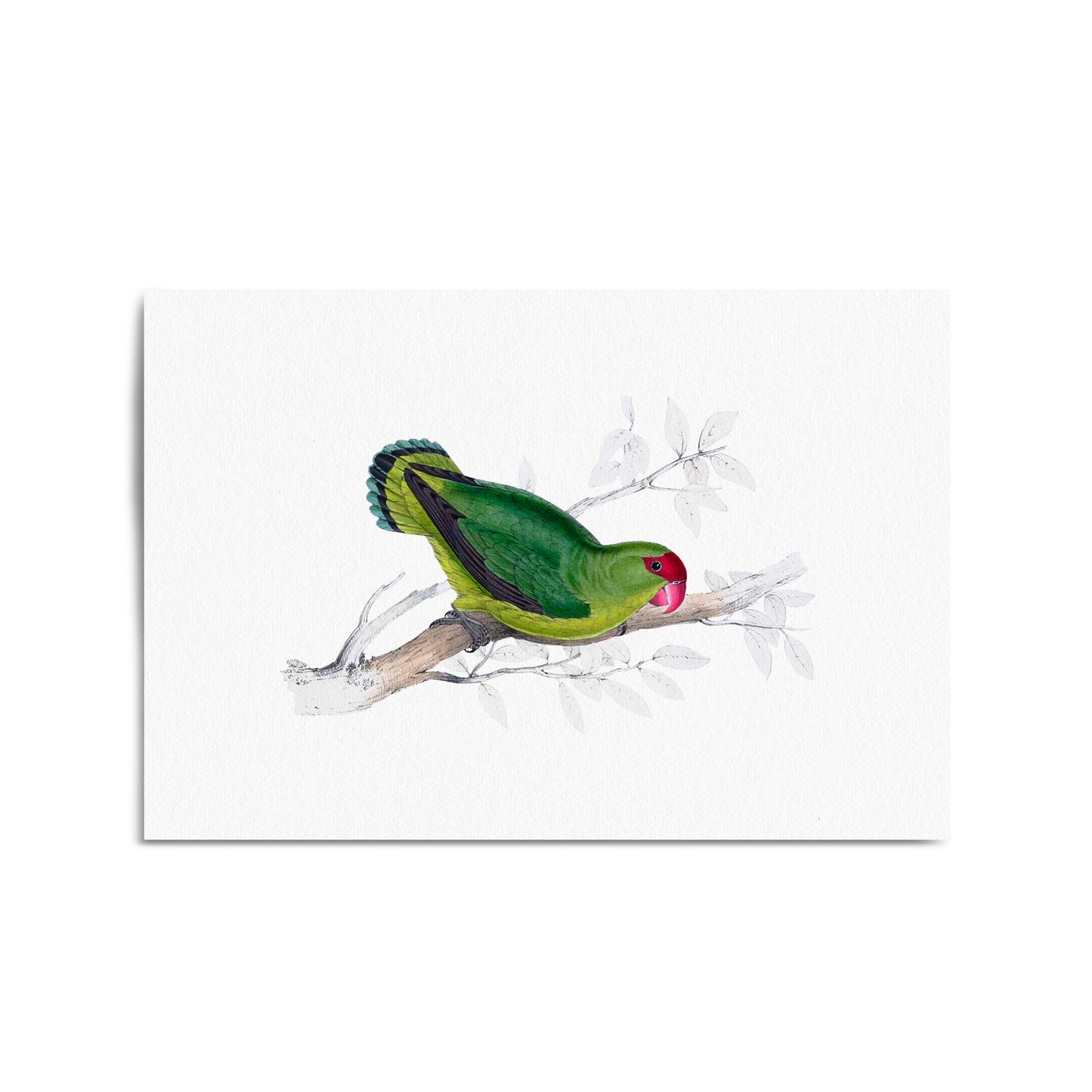 Black-Winged Lovebird Exotic Bird Drawing Wall Art - The Affordable Art Company