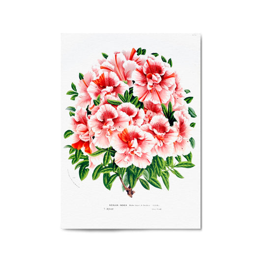 Vintage Pink Azalea Flowers Botanical Kitchen Wall Art #2 - The Affordable Art Company