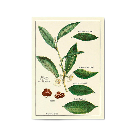 Green Tea Botanical Drawing Kitchen Wall Art - The Affordable Art Company