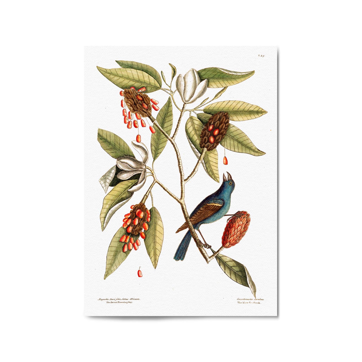 Sweet Bay Flower Botanical Kitchen Wall Art - The Affordable Art Company