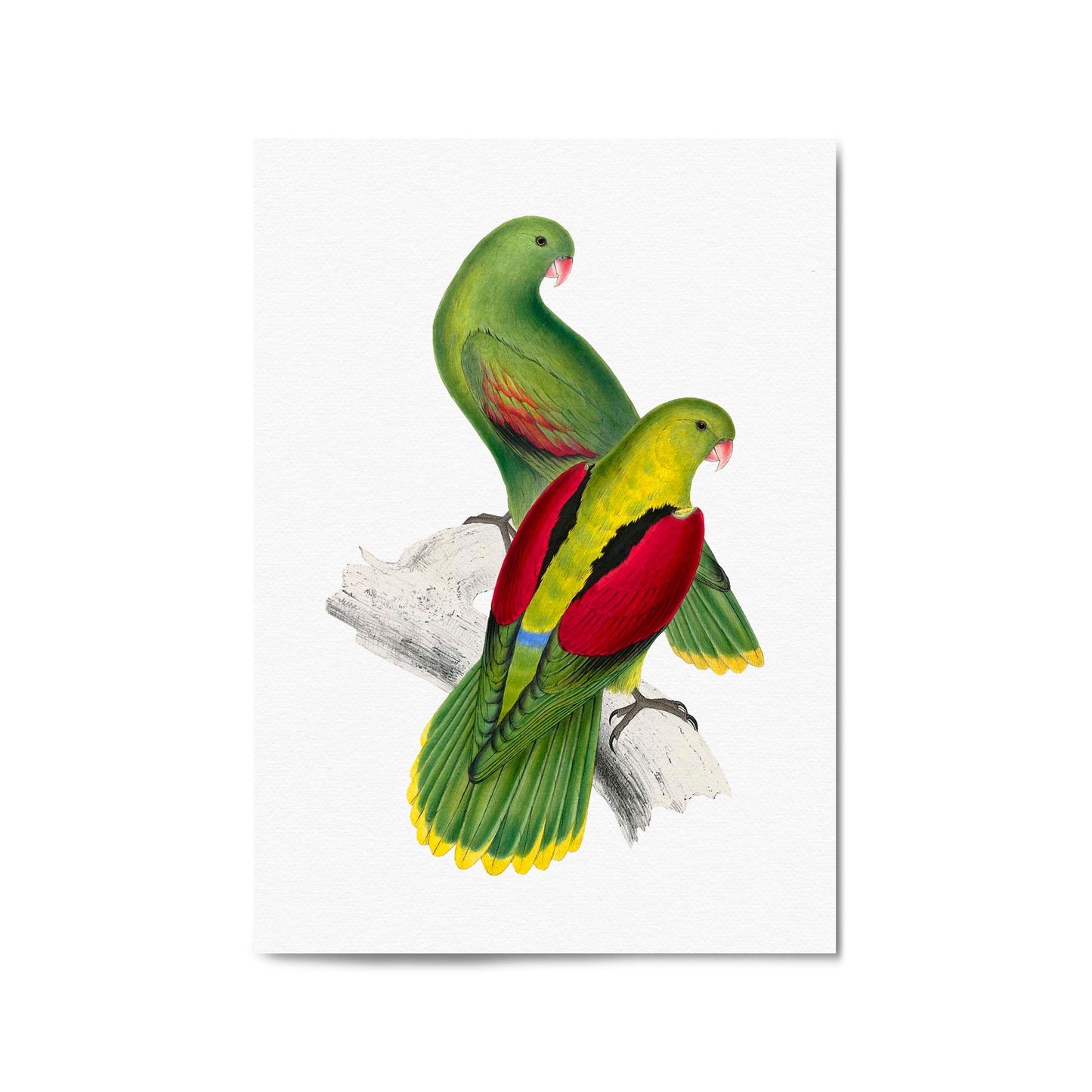 Crimson Winged Parakeet Exotic Bird Wall Art - The Affordable Art Company