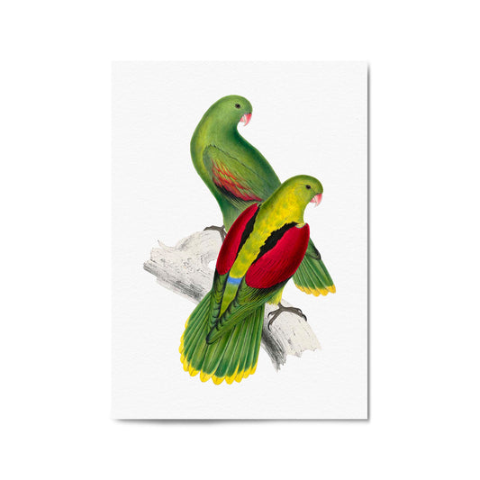 Crimson Winged Parakeet Exotic Bird Wall Art - The Affordable Art Company