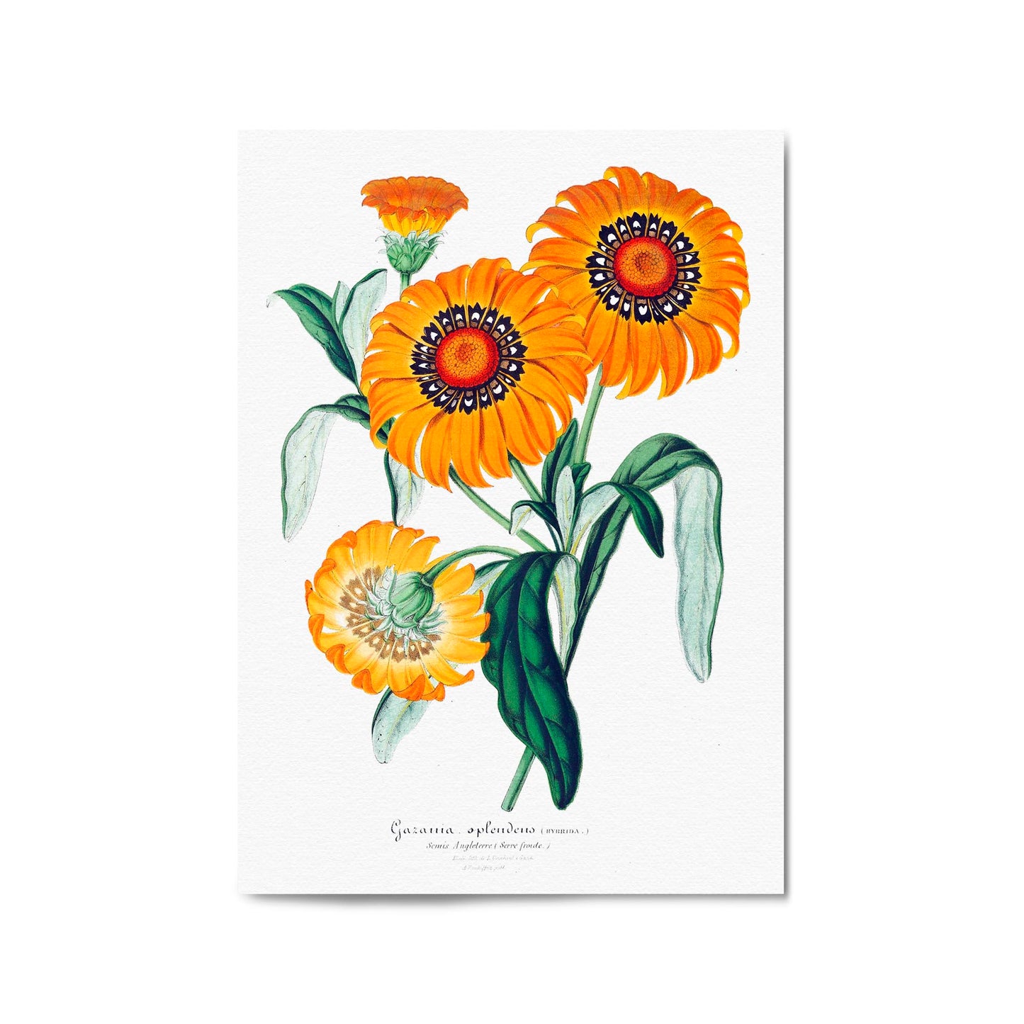 Orange Flowers Vintage Botanical Wall Art - The Affordable Art Company
