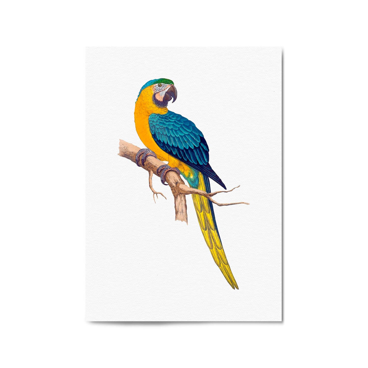 Blue and Yellow Macaw Exotic Bird Drawing Wall Art - The Affordable Art Company