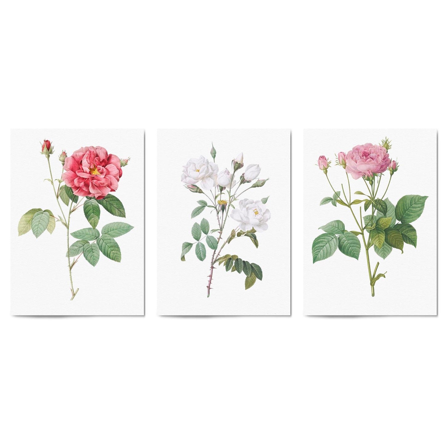 Set of Pink Floral Vintage Botanical Wall Art #4 - The Affordable Art Company