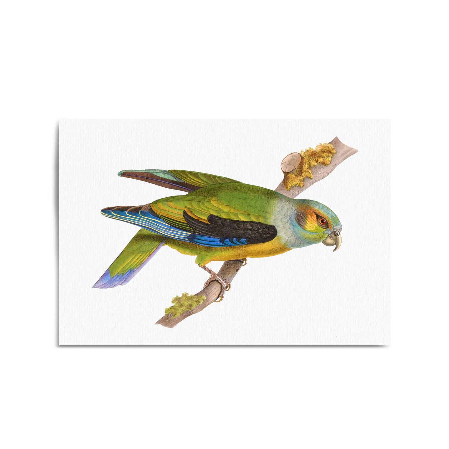 Black-Winged Parrot Exotic Bird Drawing Wall Art - The Affordable Art Company