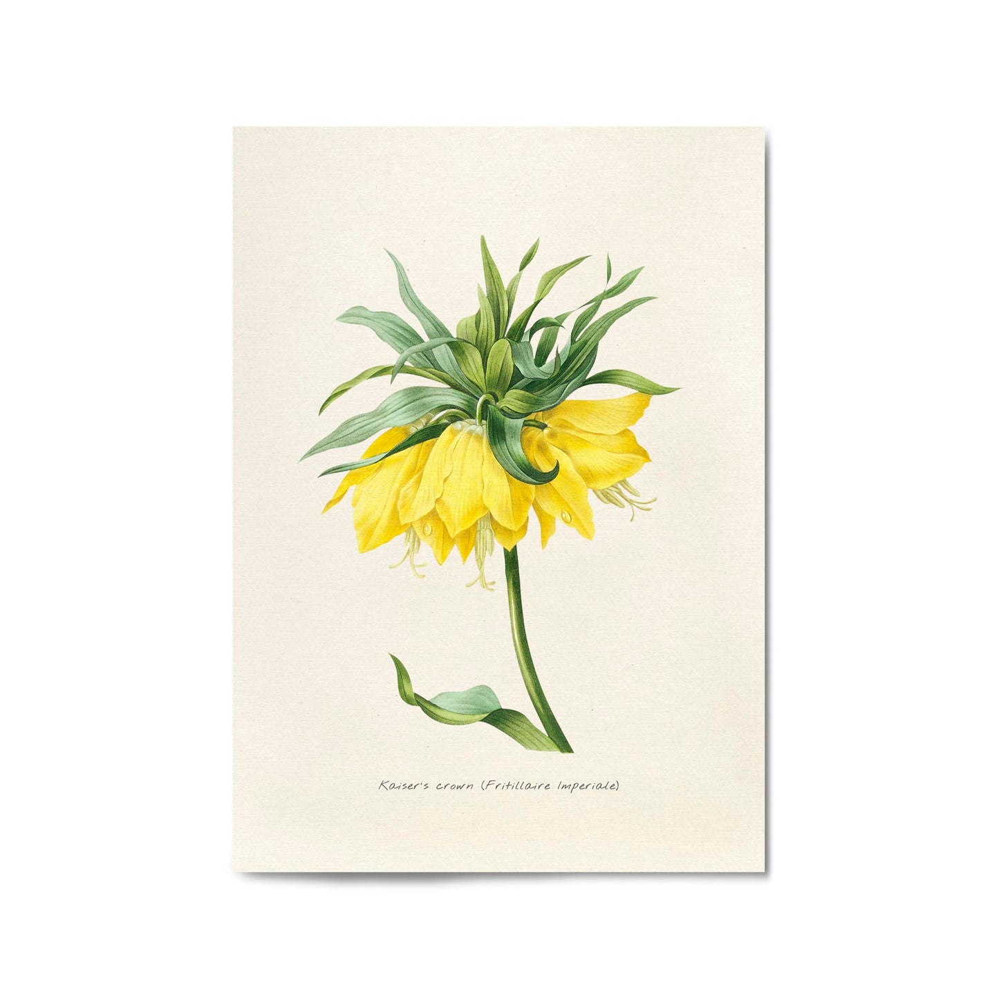 Yellow Flower Vintage Botanical Kitchen Wall Art #1 - The Affordable Art Company