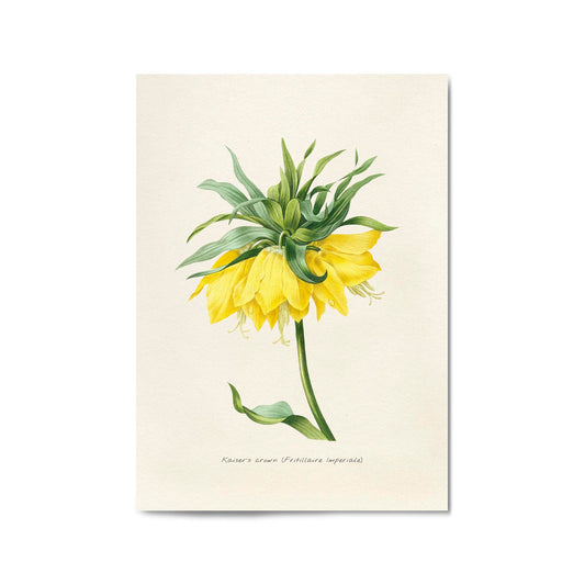 Yellow Flower Vintage Botanical Kitchen Wall Art #1 - The Affordable Art Company
