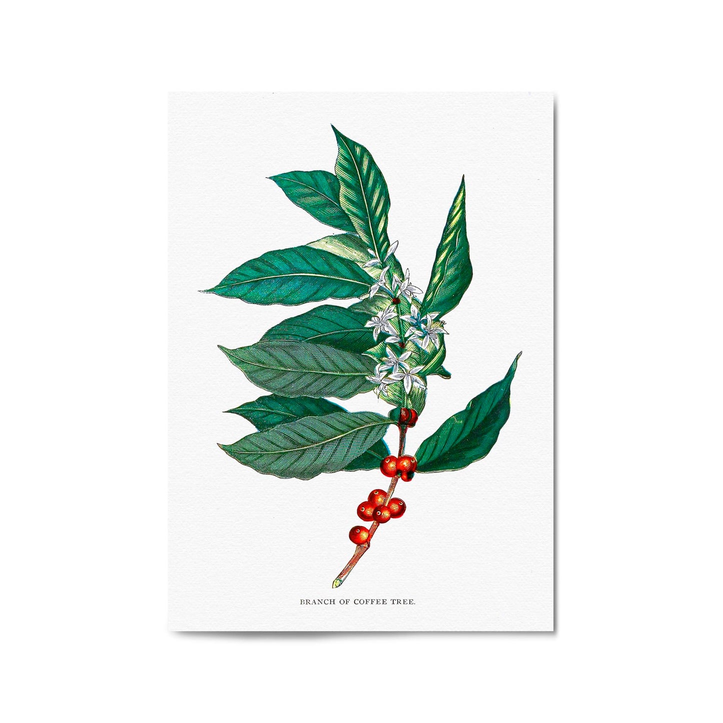 Coffee Branch Botanical Kitchen Cafe Wall Art #2 - The Affordable Art Company