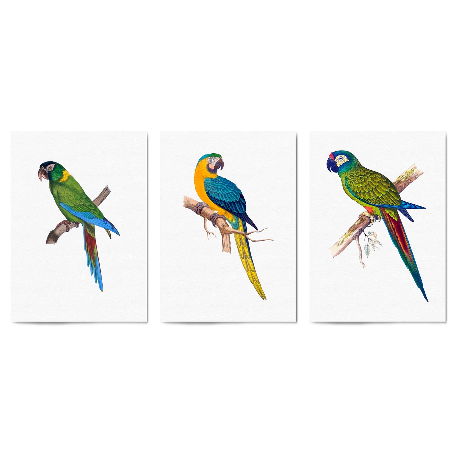 Set of Exotic Bird Drawings Australian Wall Art - The Affordable Art Company