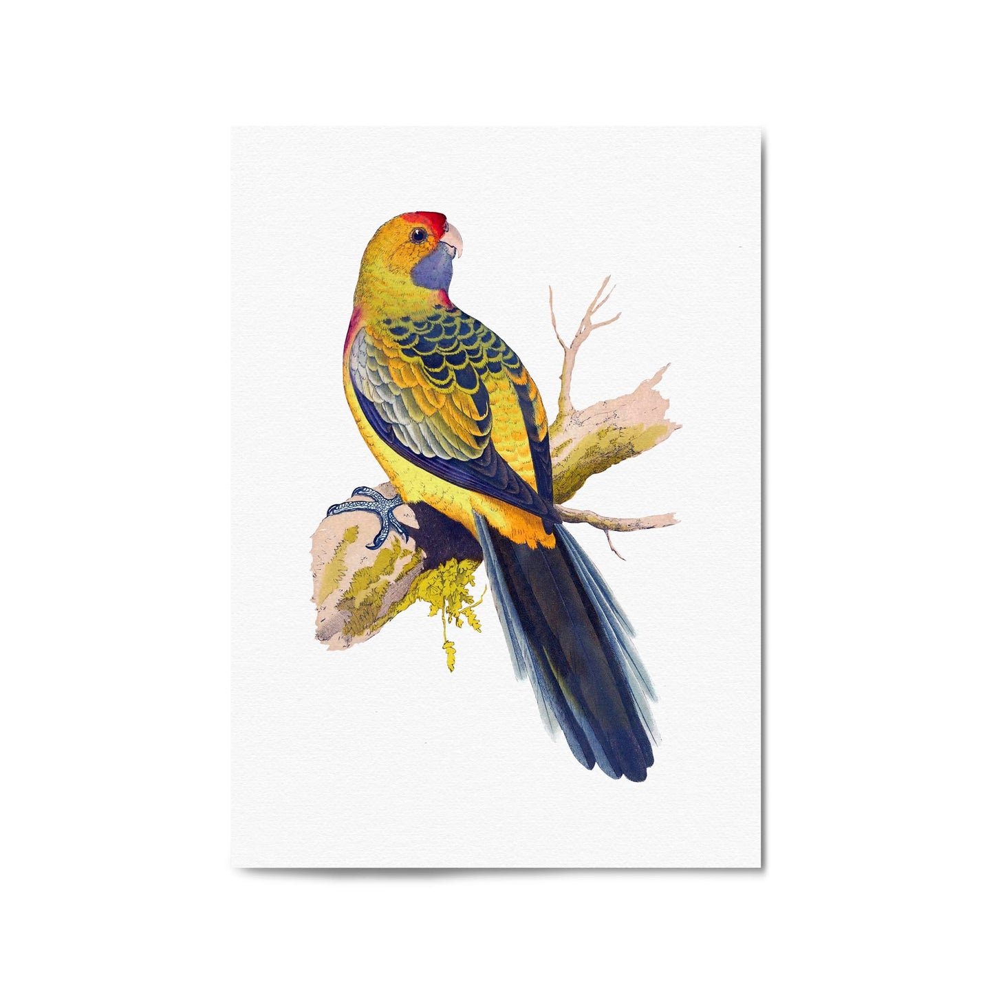 Yellow Rumped Parakeet Exotic Bird Wall Art - The Affordable Art Company