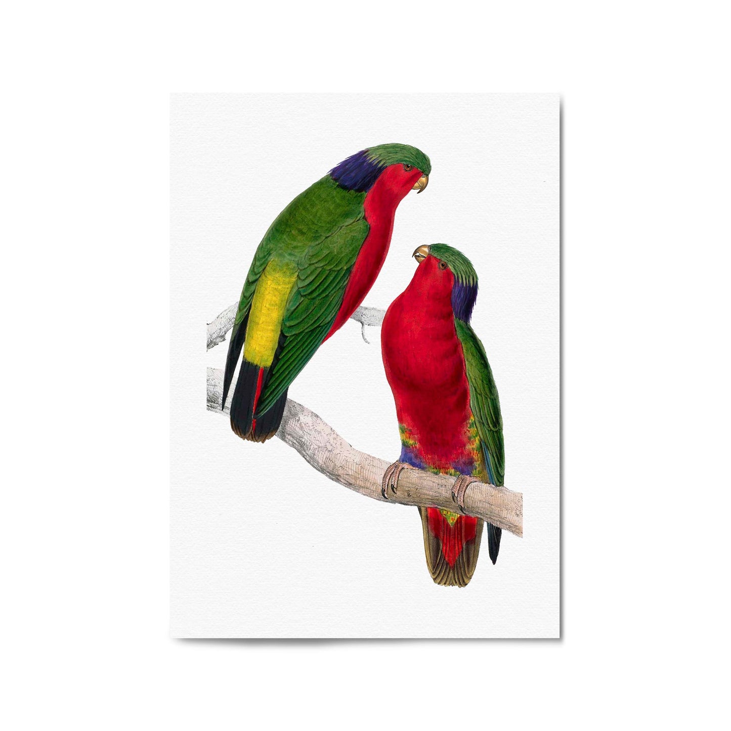 Kuhl's Lorikeet Exotic Bird Drawing Wall Art - The Affordable Art Company