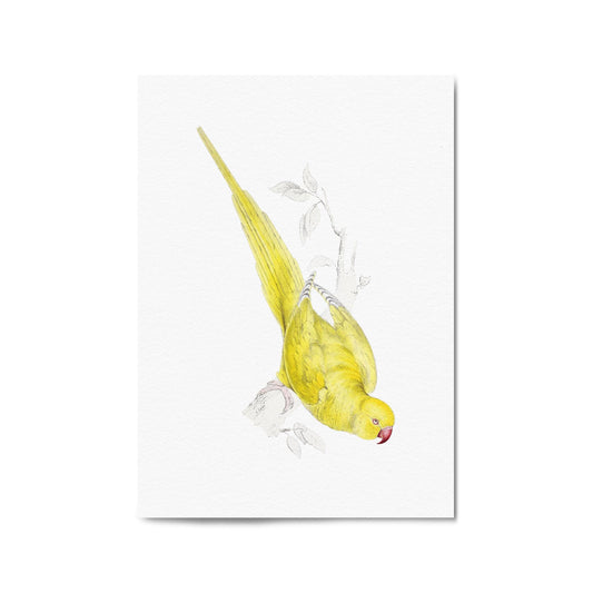 Yellow Roseringed Parakeet Exotic Bird Wall Art - The Affordable Art Company