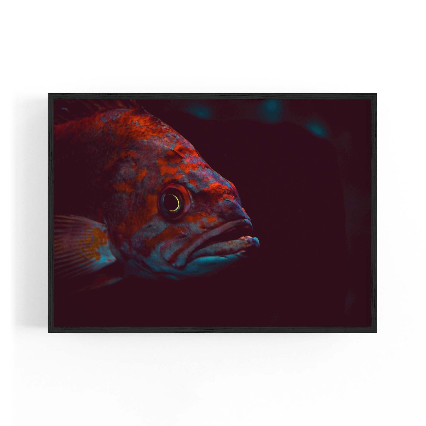 Majestic Fish Minimal Photograph Wall Art - The Affordable Art Company