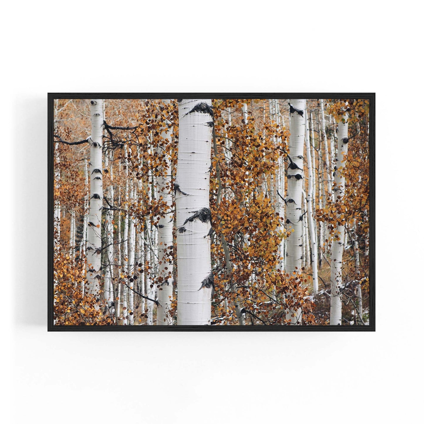 Birch Tree Forest Nature Photograph Wall Art - The Affordable Art Company