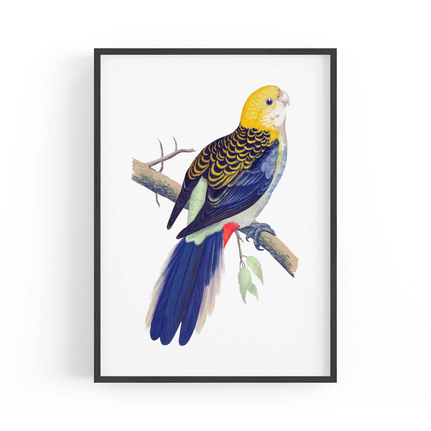 Pale Headed Rosella Exotic Bird Drawing Wall Art - The Affordable Art Company