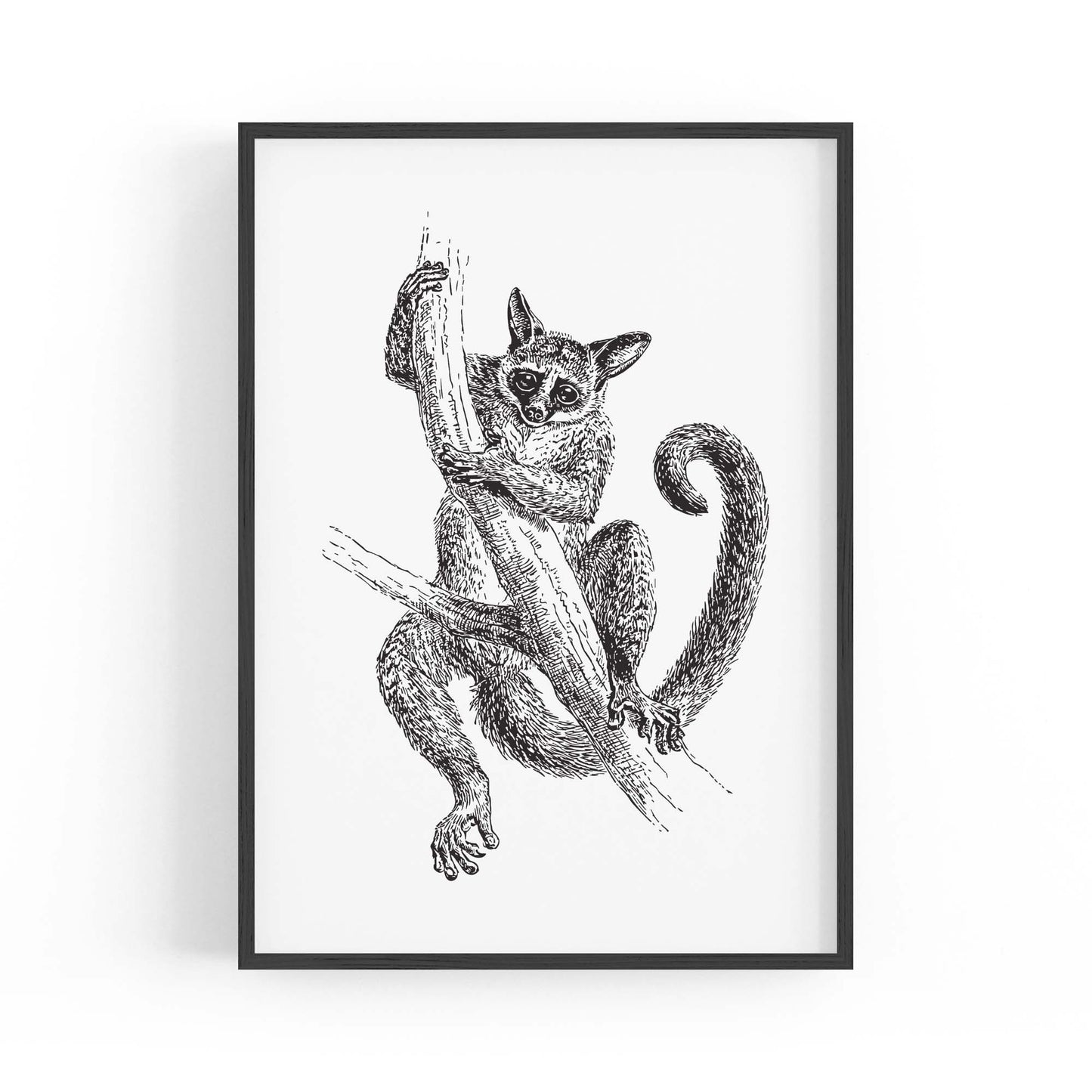 Lemur Detailed Drawing Animal Wall Art - The Affordable Art Company