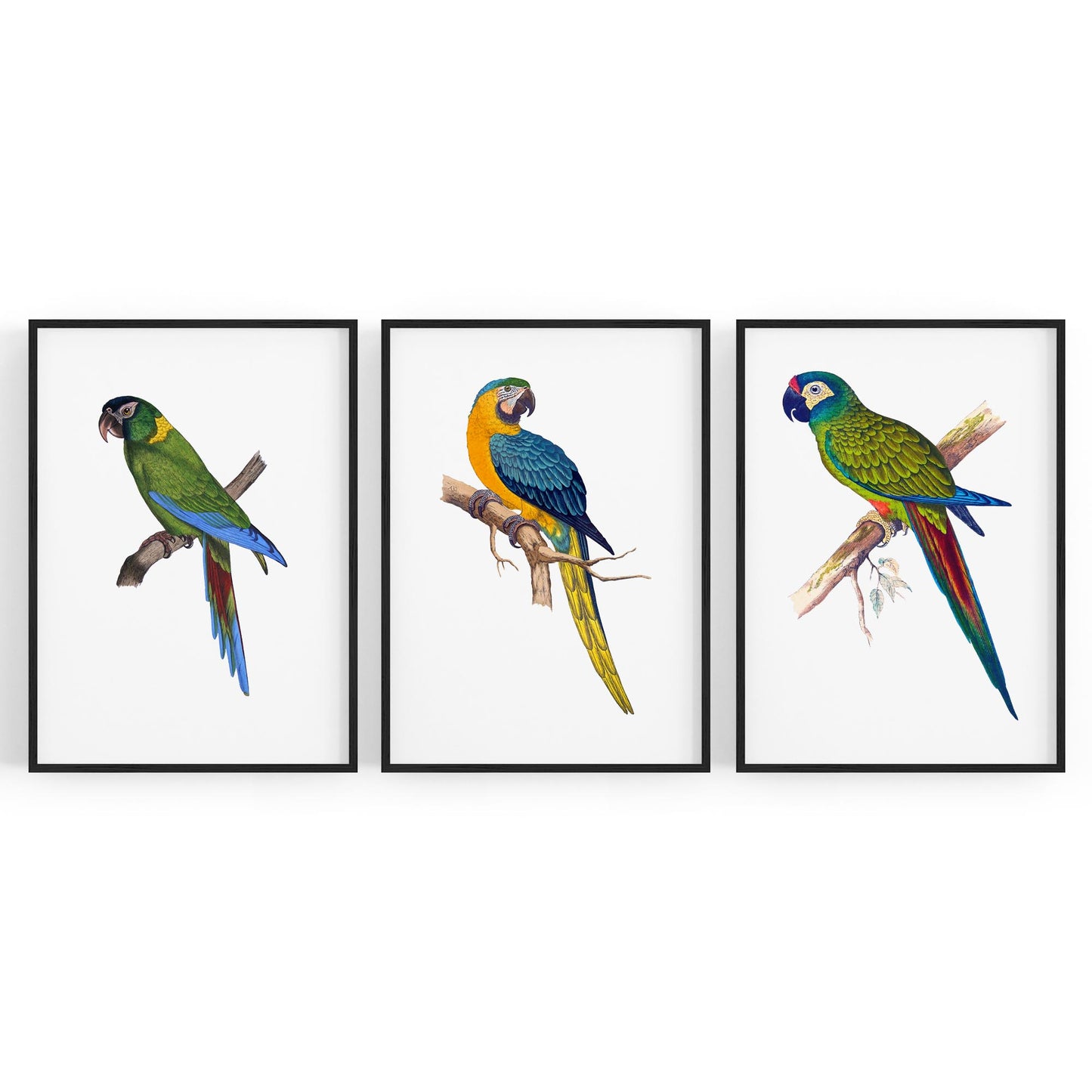 Set of Exotic Bird Drawings Australian Wall Art - The Affordable Art Company