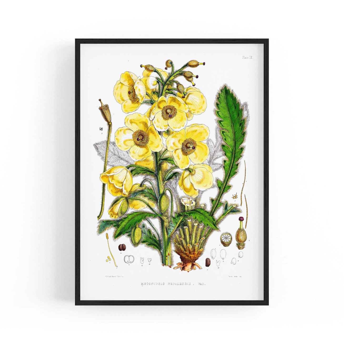 Yellow Flower Vintage Botanical Kitchen Wall Art #5 - The Affordable Art Company