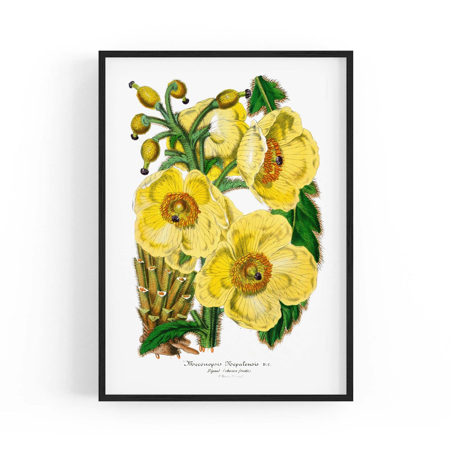 Yellow Flower Vintage Botanical Kitchen Wall Art #3 - The Affordable Art Company