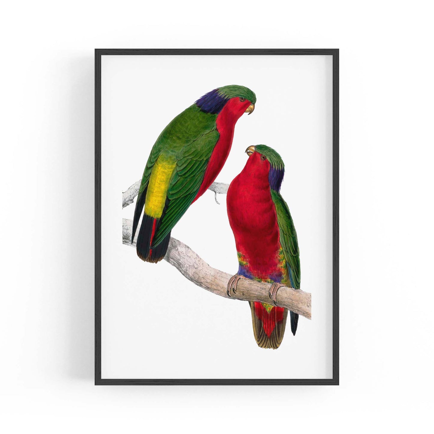 Kuhl's Lorikeet Exotic Bird Drawing Wall Art - The Affordable Art Company