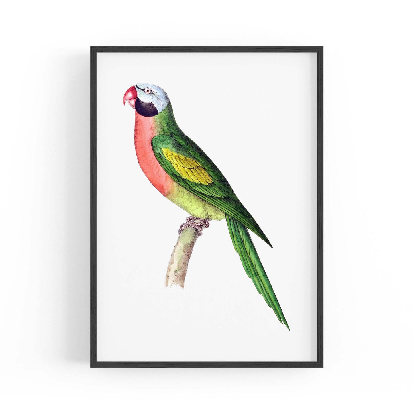 Moustached Parakeet Exotic Bird Drawing Wall Art - The Affordable Art Company