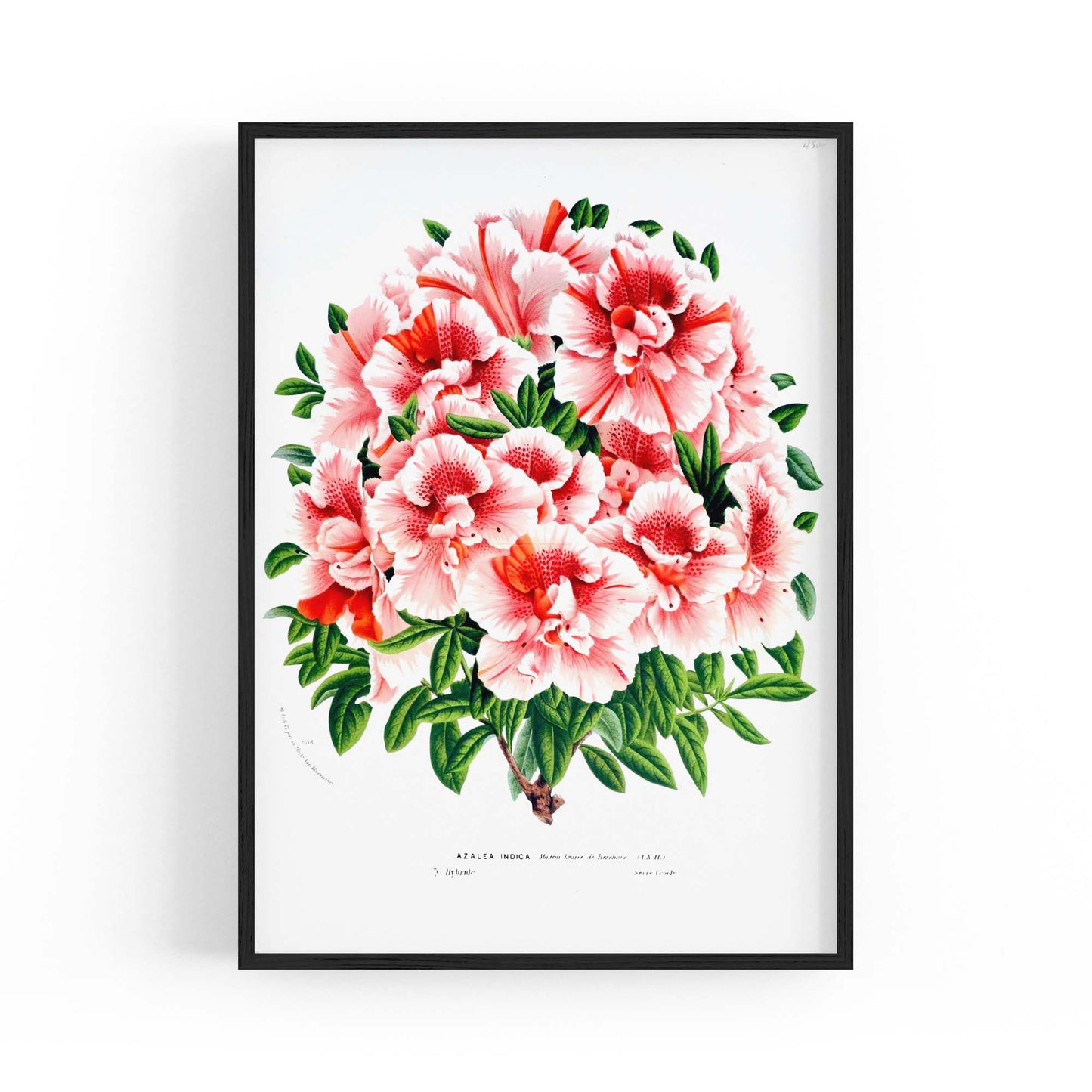 Vintage Pink Azalea Flowers Botanical Kitchen Wall Art #2 - The Affordable Art Company