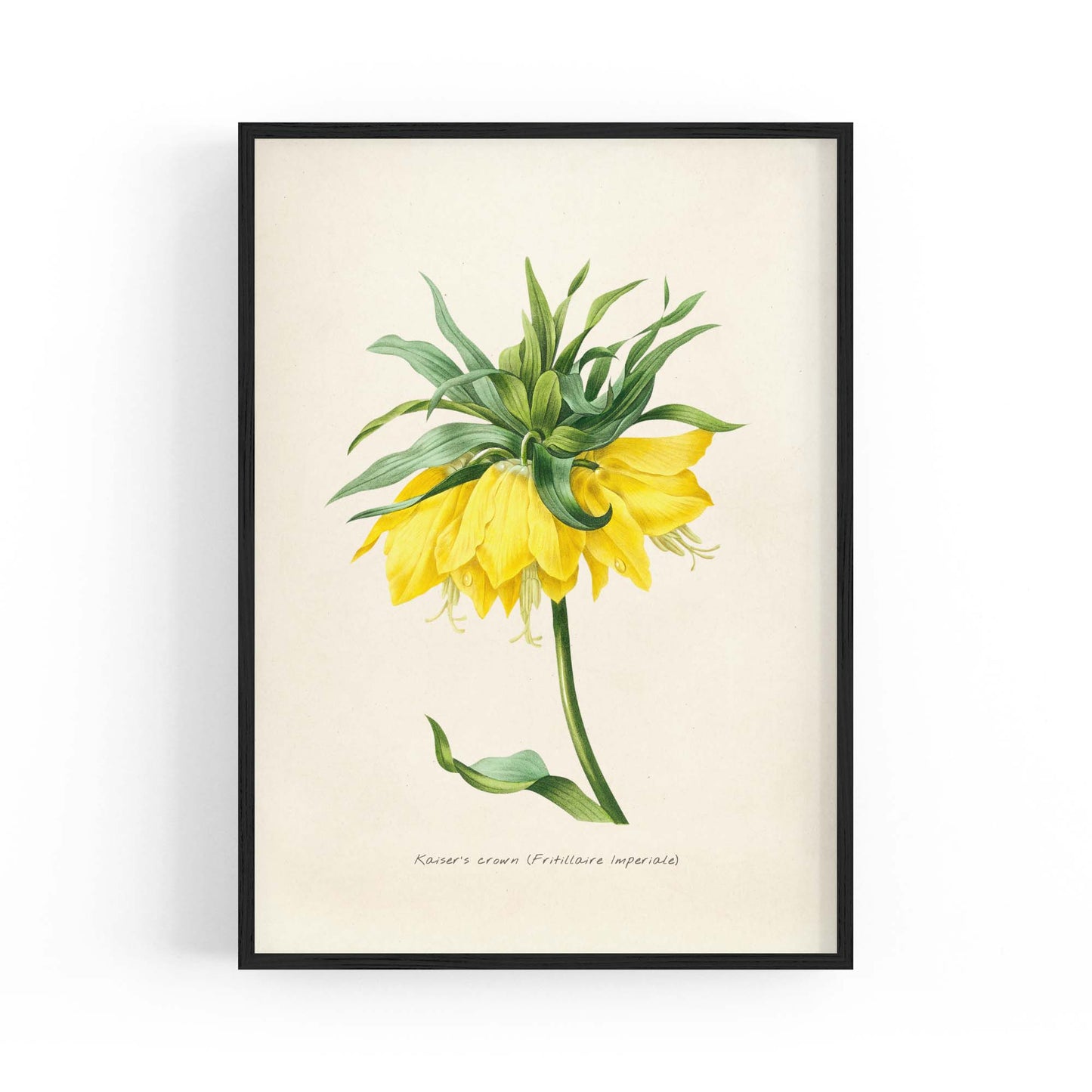 Yellow Flower Vintage Botanical Kitchen Wall Art #1 - The Affordable Art Company