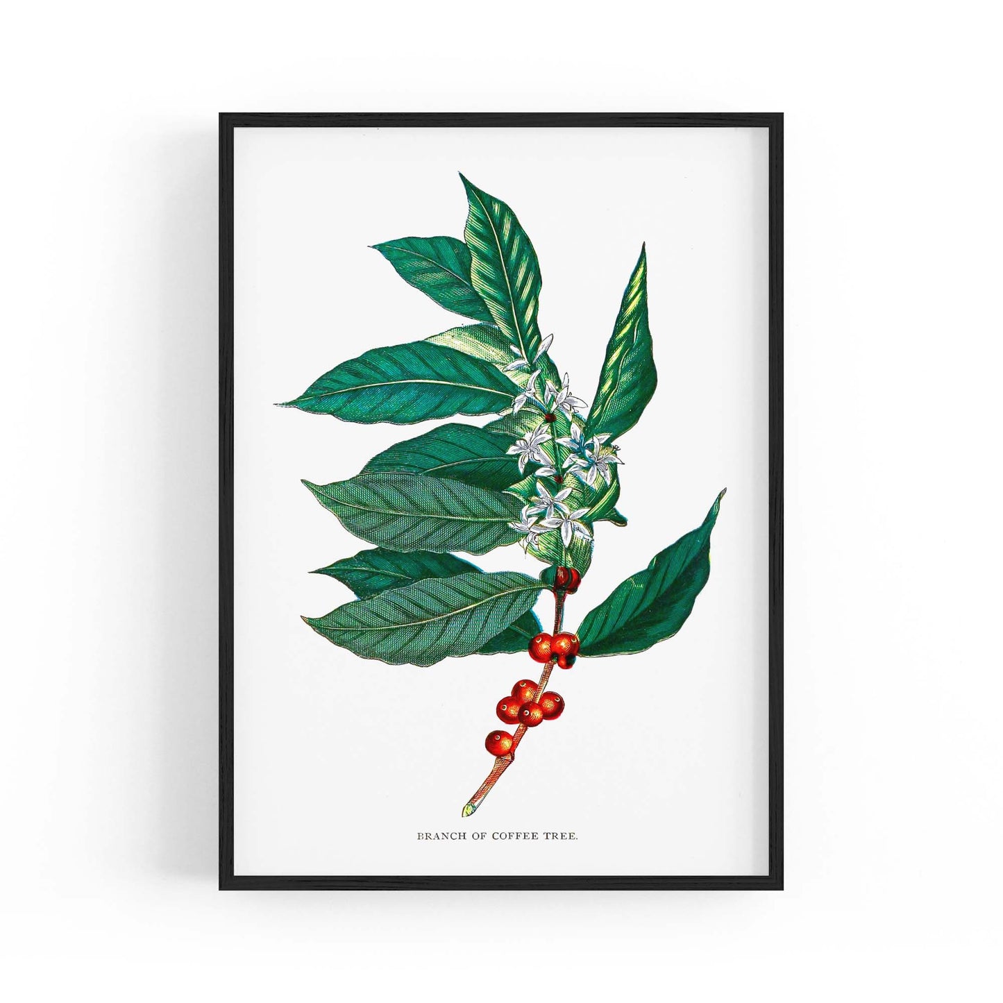 Coffee Branch Botanical Kitchen Cafe Wall Art #2 - The Affordable Art Company