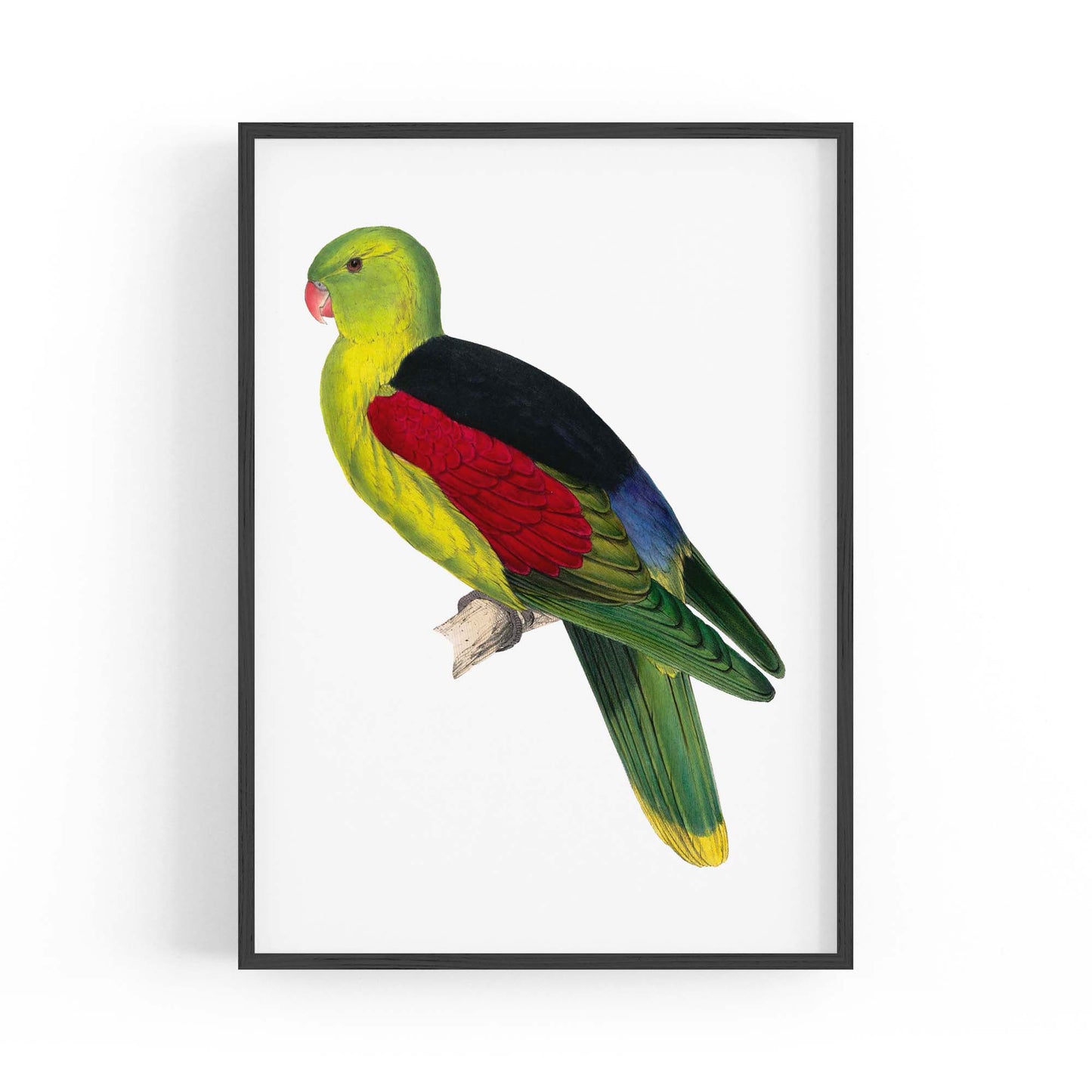 Crimson Winged Male Parakeet Exotic Bird Wall Art - The Affordable Art Company