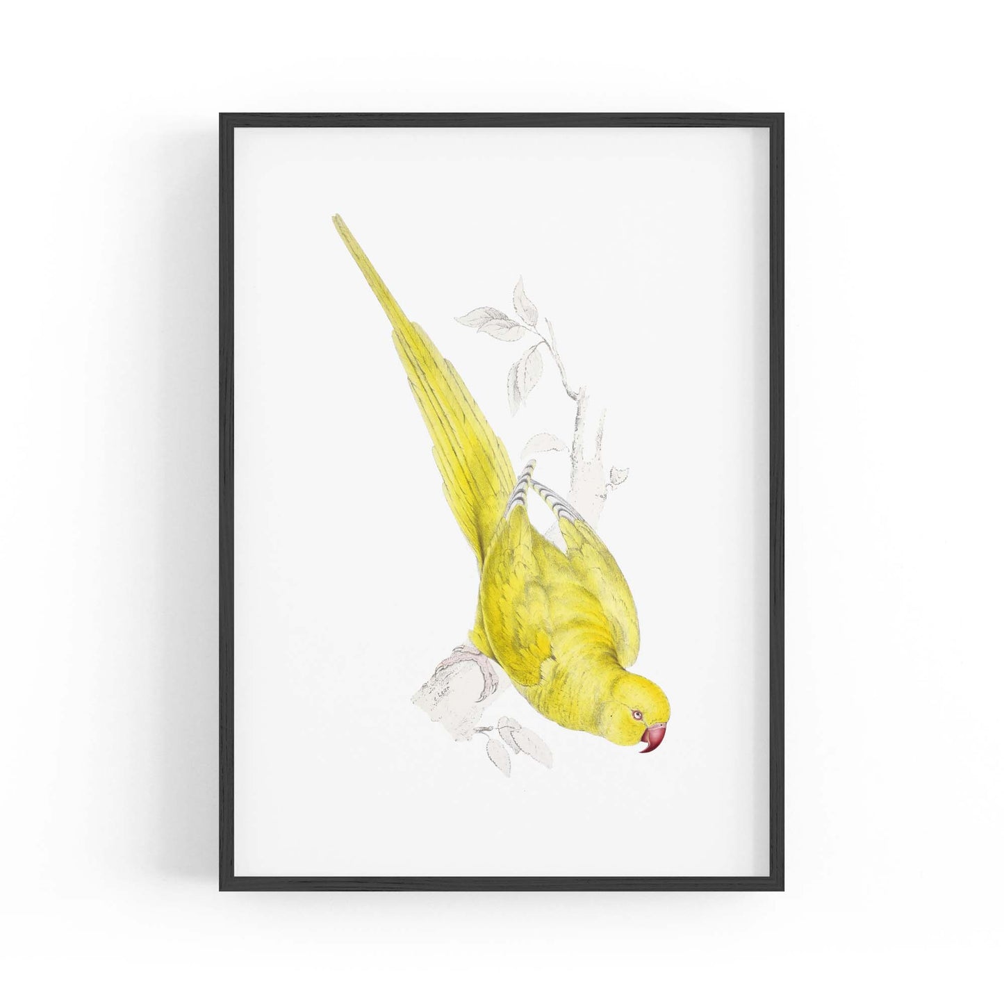 Yellow Roseringed Parakeet Exotic Bird Wall Art - The Affordable Art Company