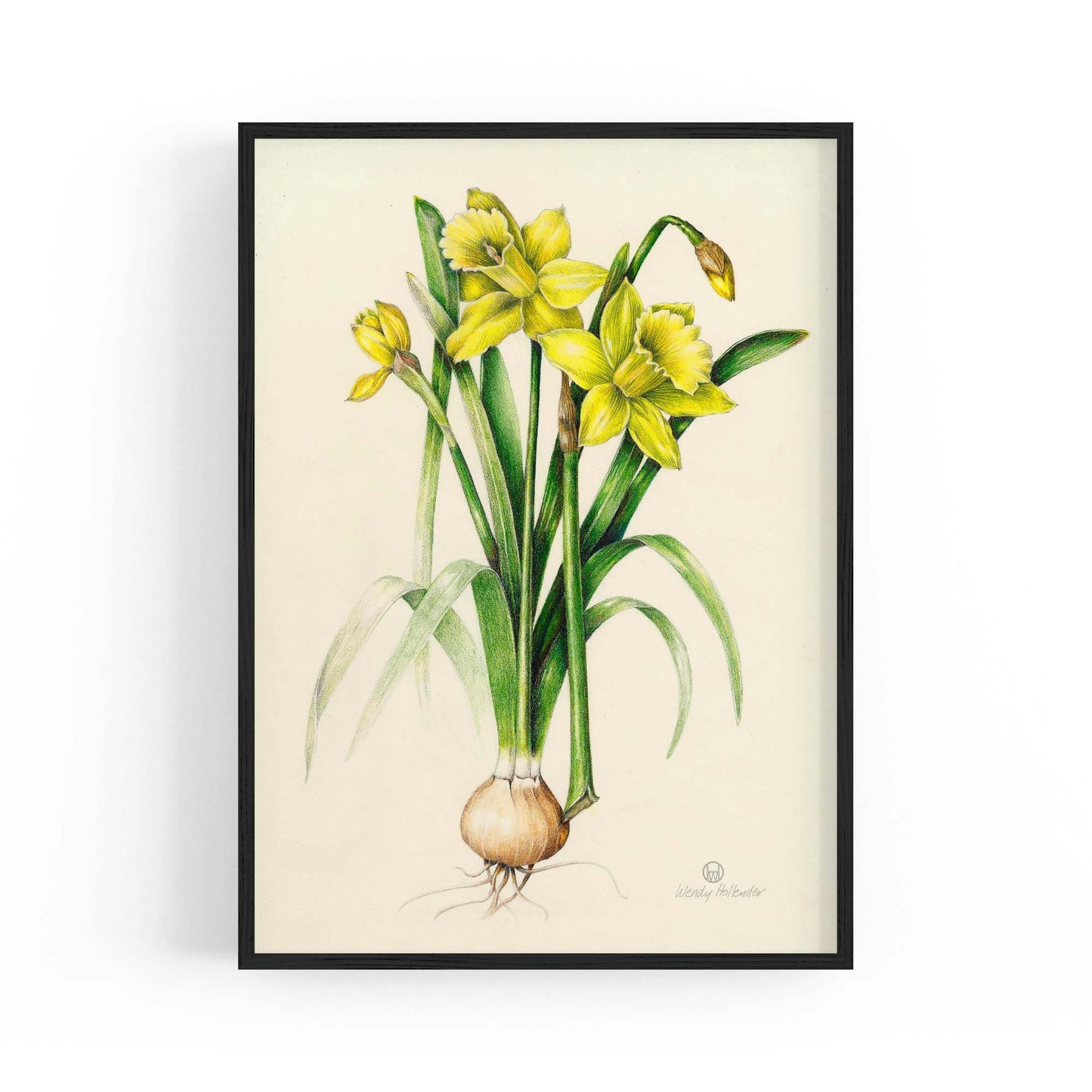 Daffodil Flower Botanical Drawing Kitchen Wall Art - The Affordable Art Company
