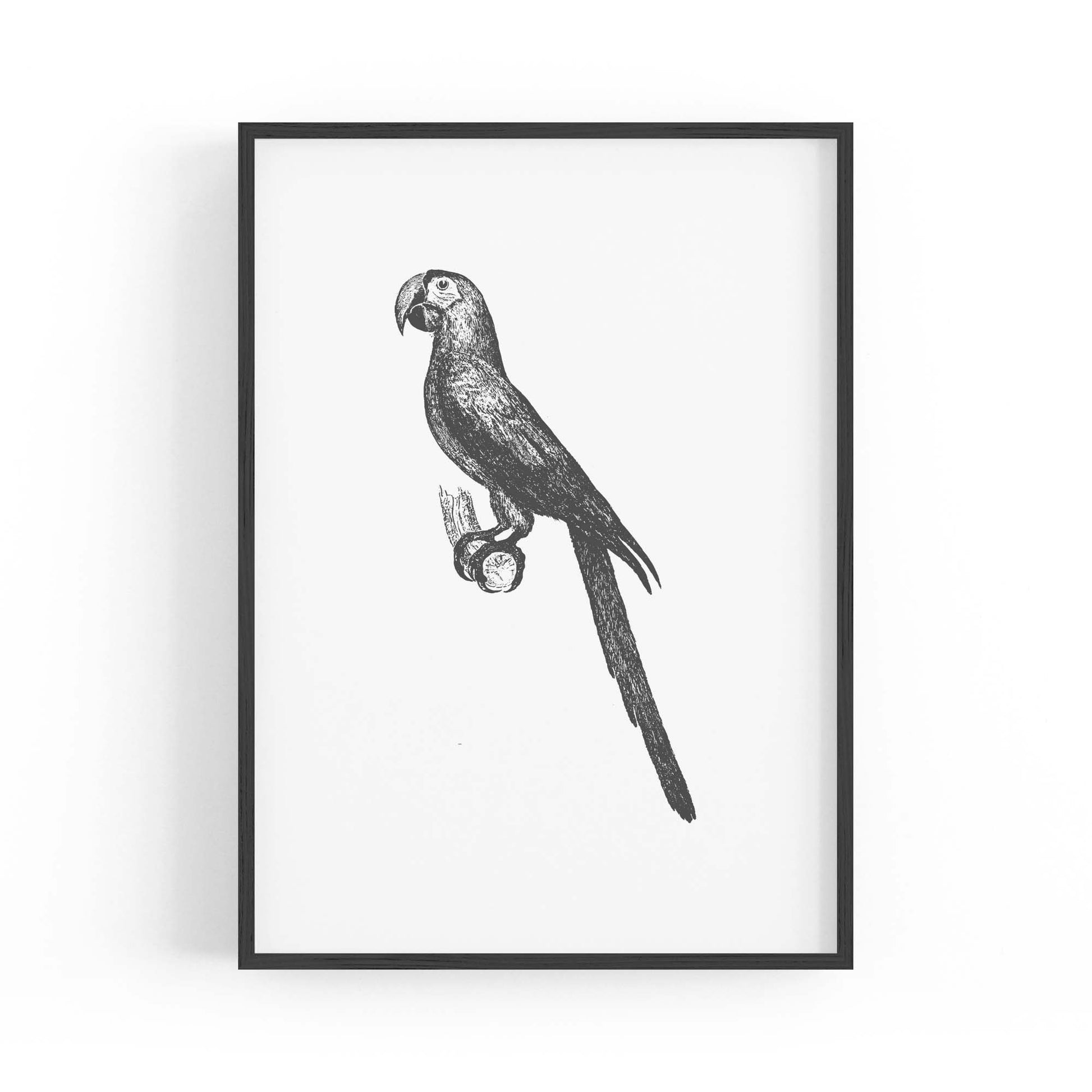 Parrot Drawing Minimal Exotic Bird Wall Art - The Affordable Art Company