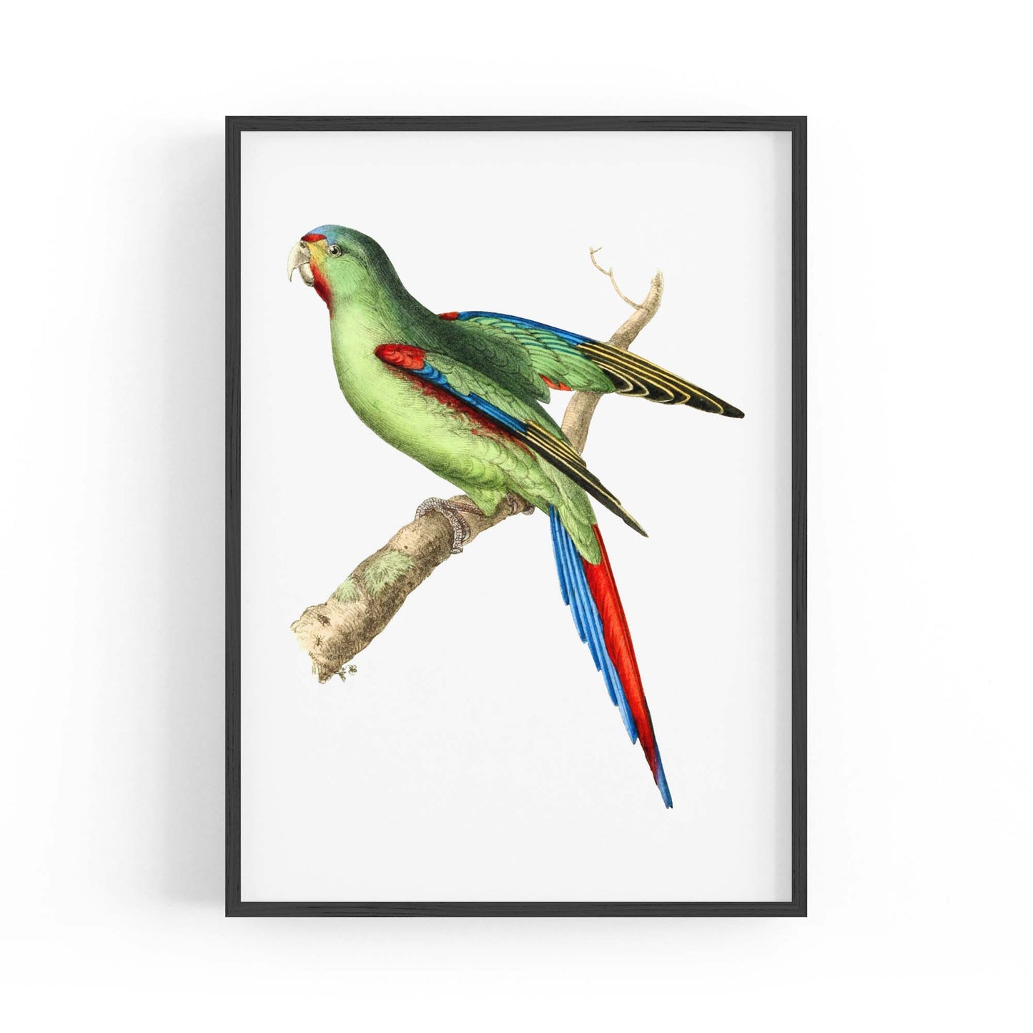 Red-Shouldered Parakeet Exotic Bird Wall Art - The Affordable Art Company