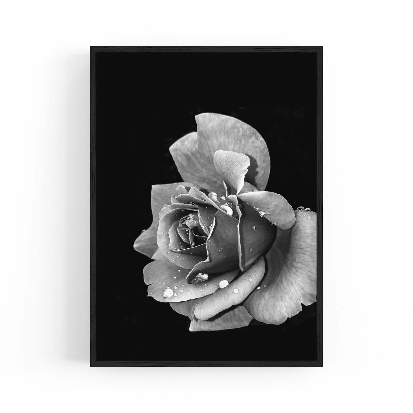 Black and White Rose Flower Photograph Wall Art - The Affordable Art Company