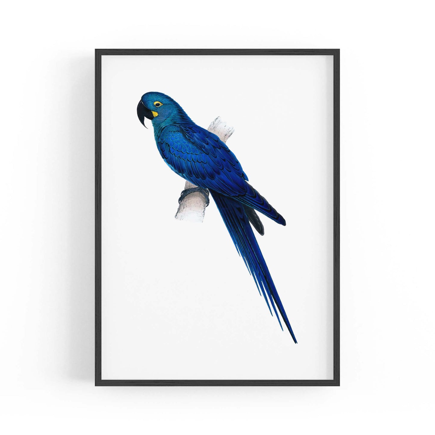 Hyacinth Macaw Blue Exotic Bird Drawing Wall Art - The Affordable Art Company