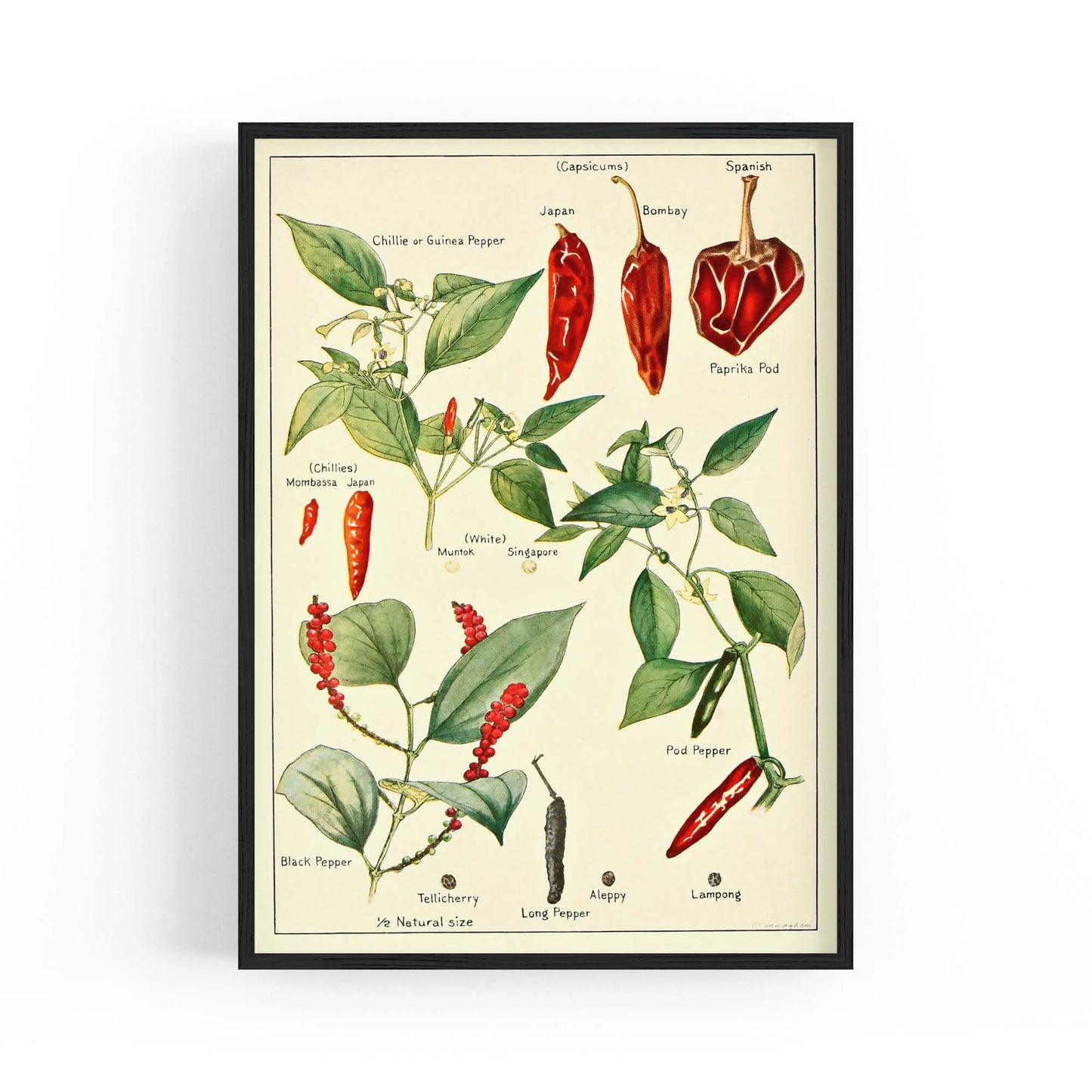 Chilli Botanical Drawing Kitchen Food Wall Art - The Affordable Art Company