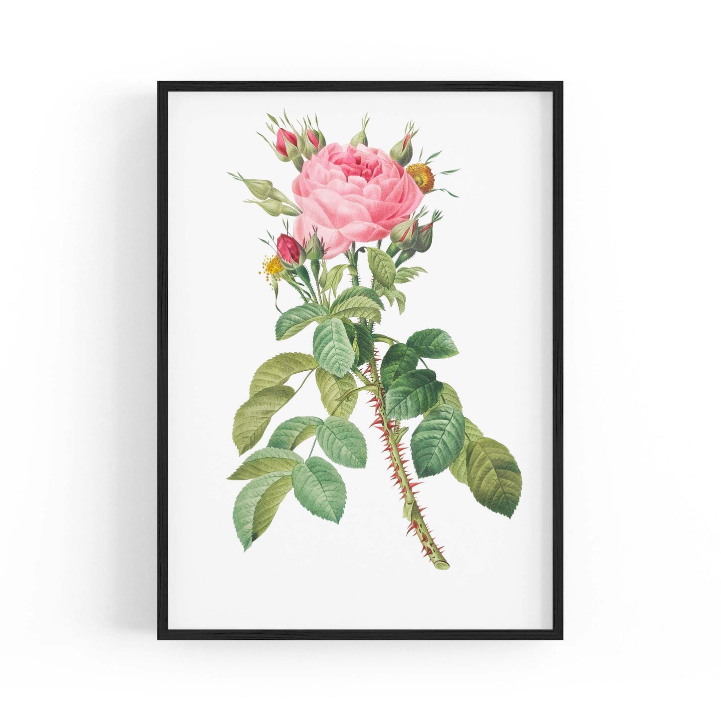 Rose Flower Botanical Drawing Kitchen Wall Art - The Affordable Art Company