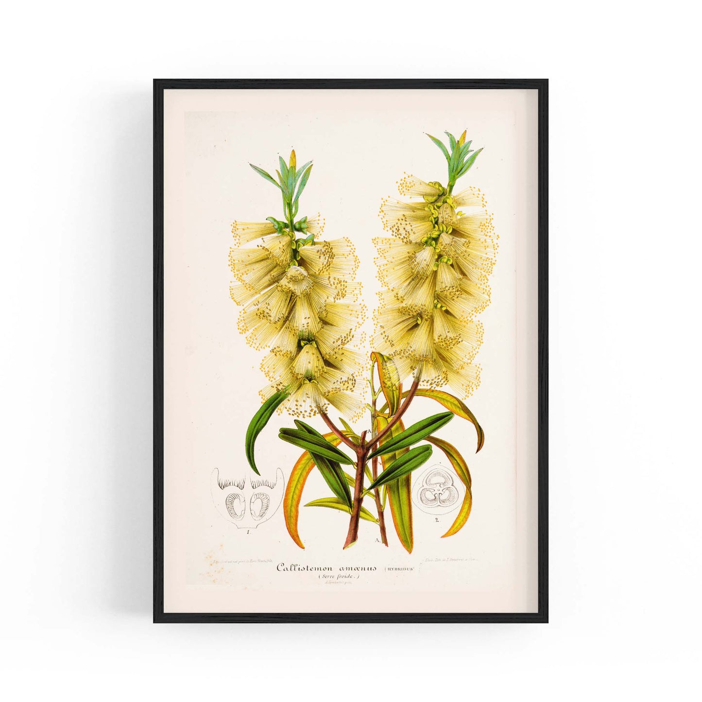 Yellow Flower Vintage Botanical Kitchen Wall Art #4 - The Affordable Art Company