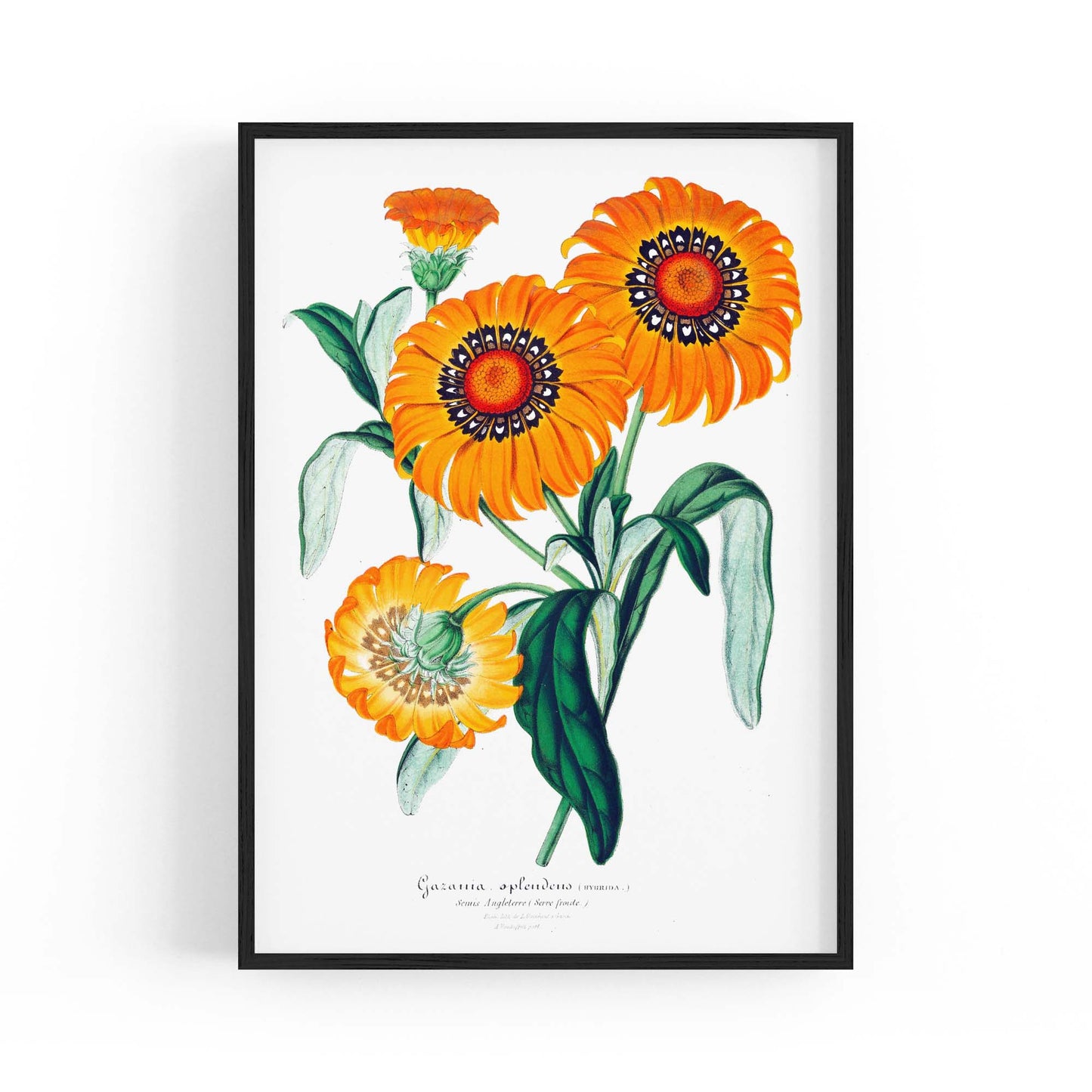 Orange Flowers Vintage Botanical Wall Art - The Affordable Art Company