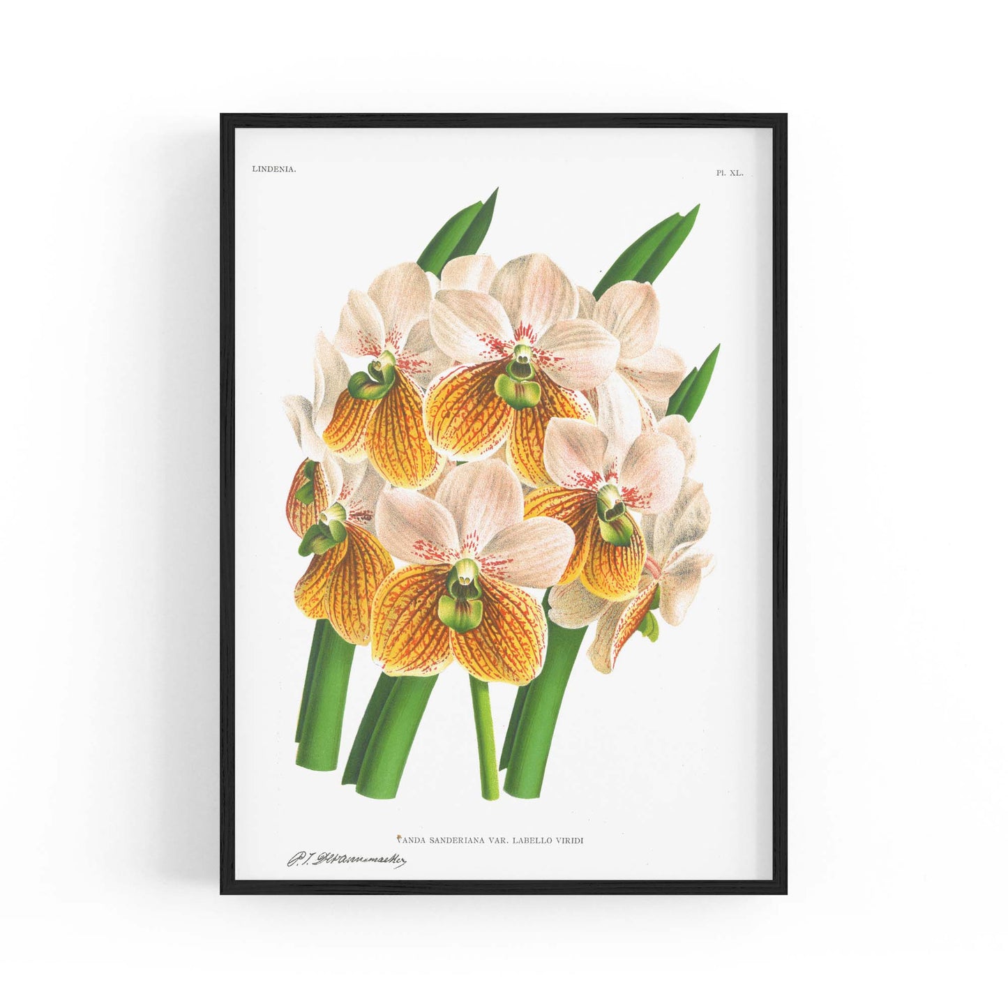 Yellow Flower Vintage Botanical Kitchen Wall Art #2 - The Affordable Art Company