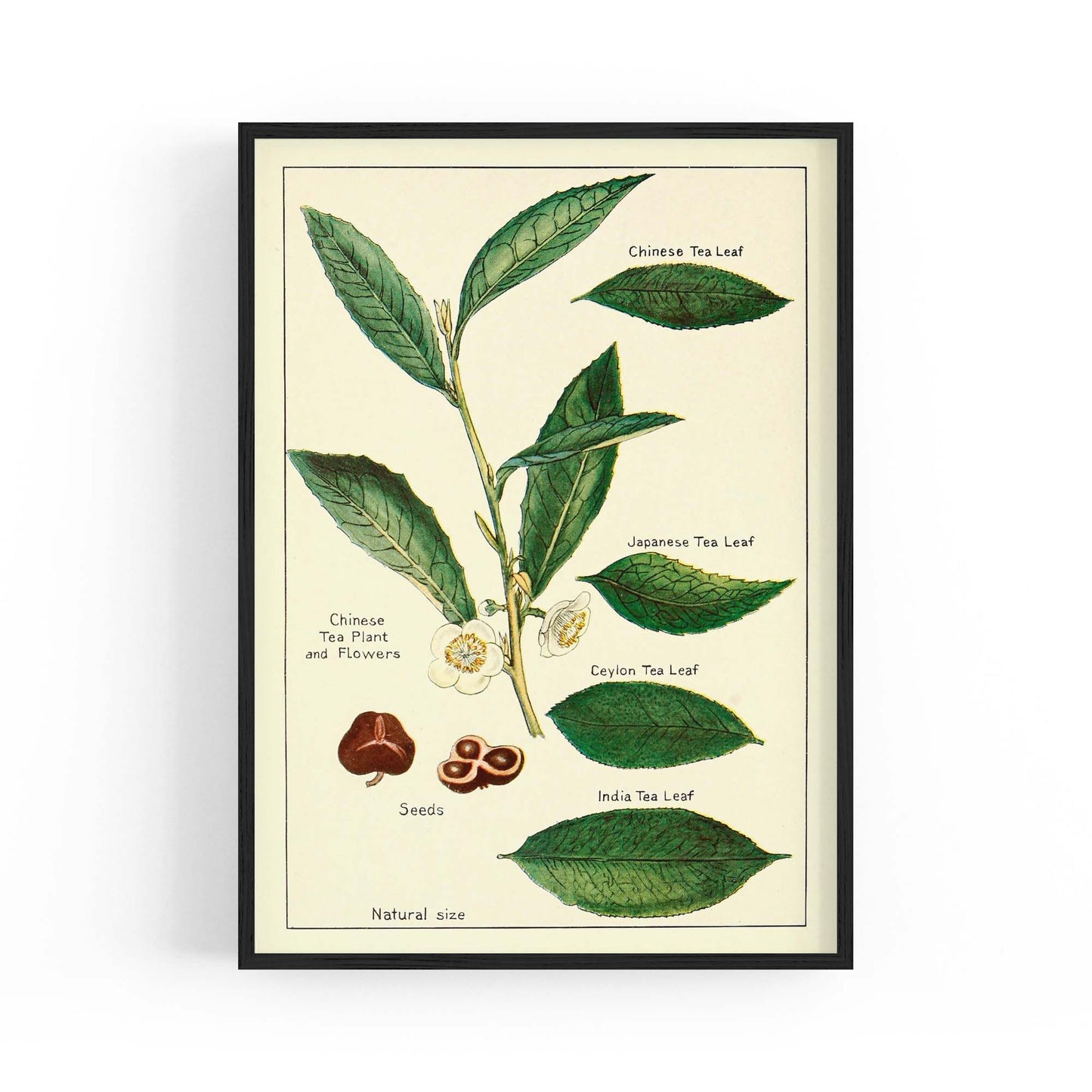Green Tea Botanical Drawing Kitchen Wall Art - The Affordable Art Company