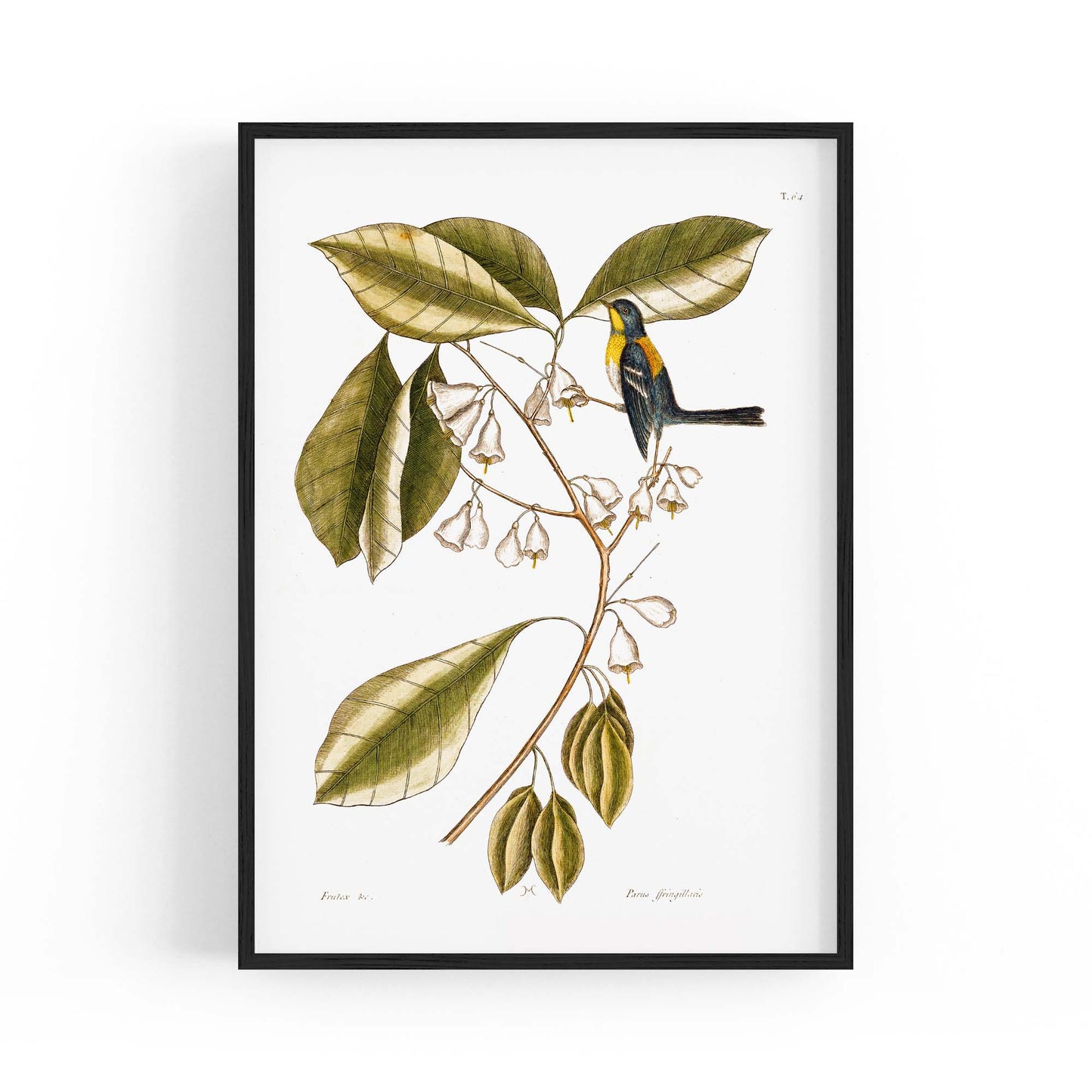 White Flower Vintage Botanical Kitchen Wall Art #1 - The Affordable Art Company