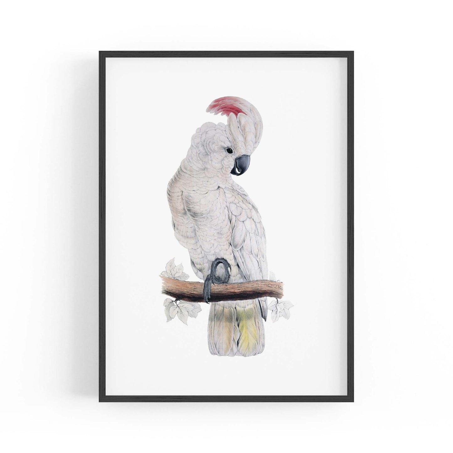 Salmon Crested Cockatoo Exotic Bird Wall Art - The Affordable Art Company