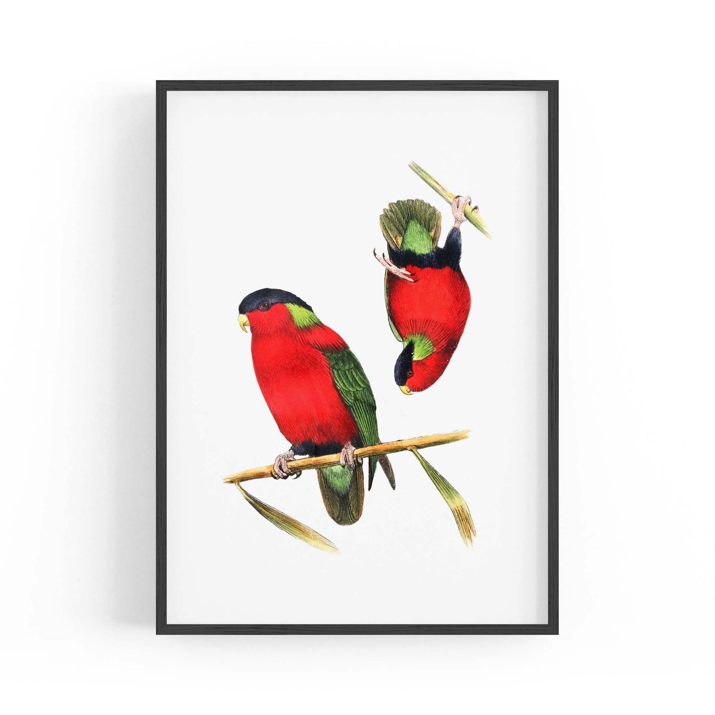 Collared Lories Bird Exotic Drawing Wall Art - The Affordable Art Company