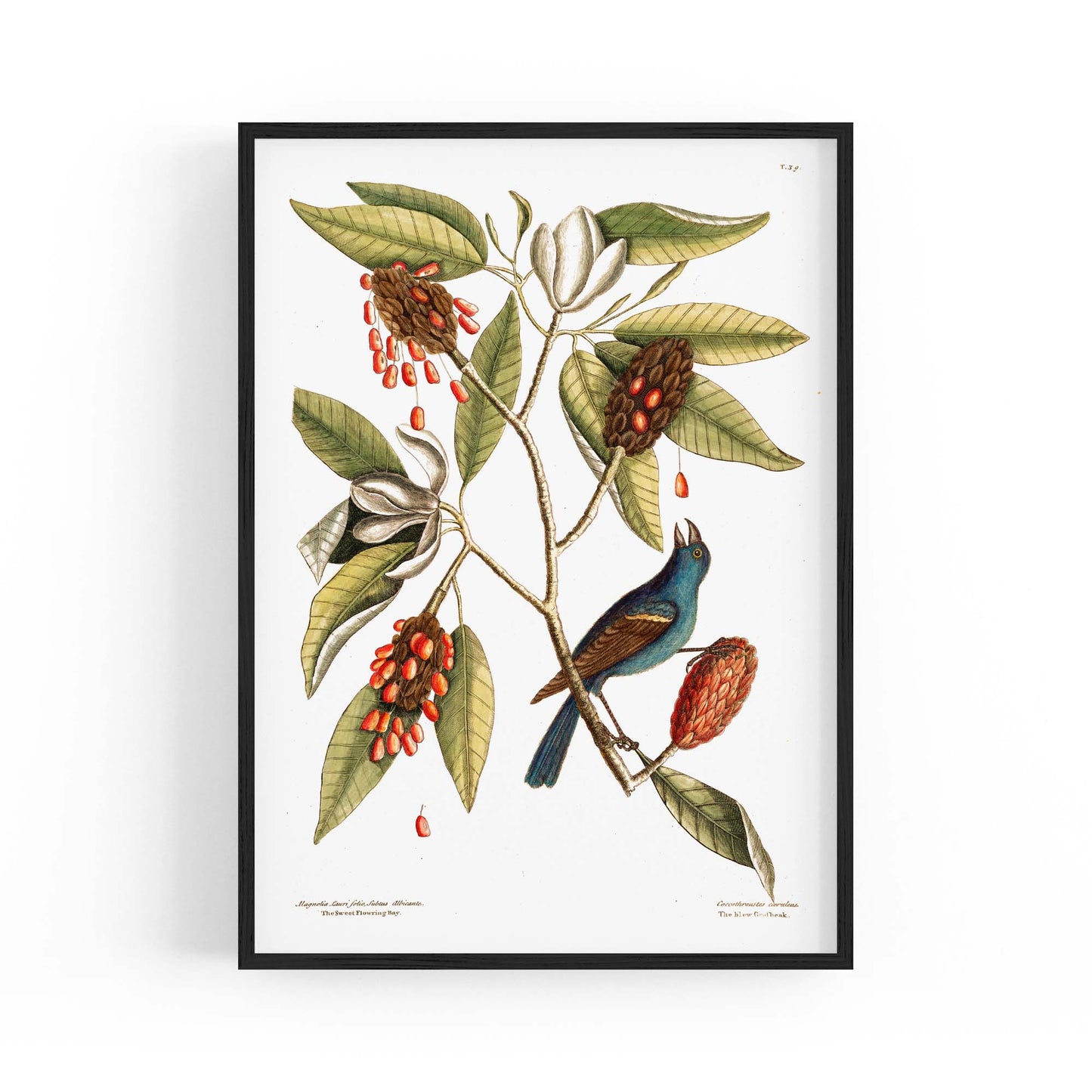 Sweet Bay Flower Botanical Kitchen Wall Art - The Affordable Art Company